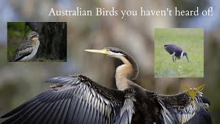 10 Australian Birds You (probably) Haven&#39;t Heard of