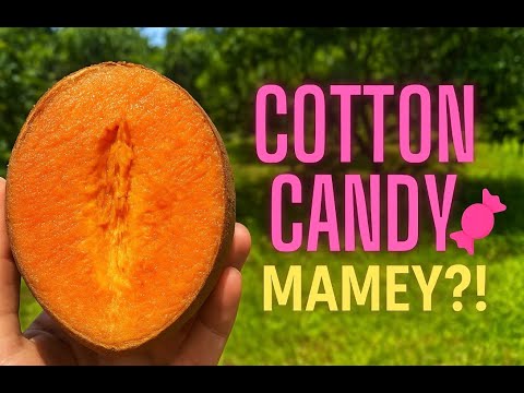 Mamey Sapote That Tastes Like Cotton Candy