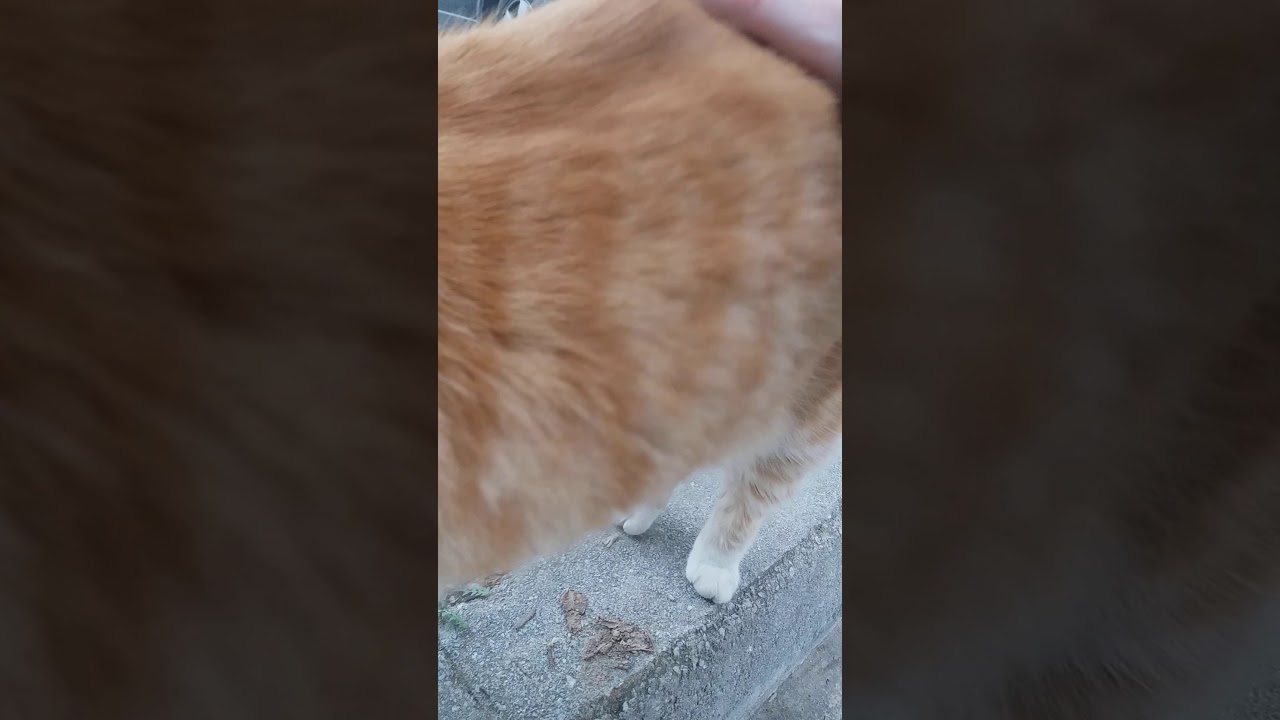 He CHONK 😻😻😻