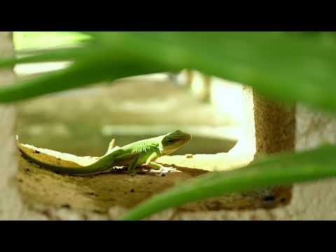 Our Friend the Green Anole Lizard.