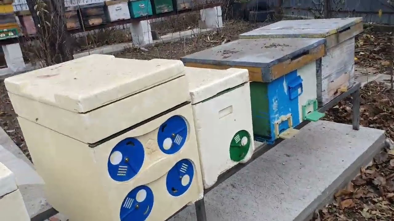 Cu ce hrănesc albinele in luna ianuarie ?