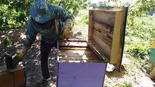 Как подготовить пчелиную семью к главному взятку  Пчеловодство для начинающих