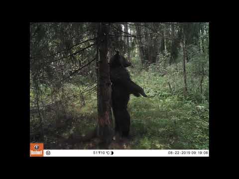 Video: Polistovsky Reserve: fotografija, prebivalci