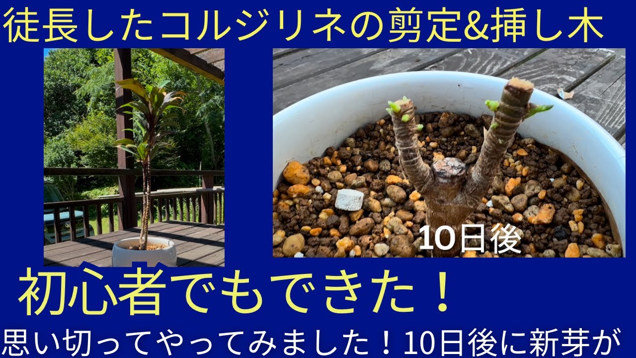 コルジリネ剪定＆挿し木】10日後に新芽が出た！初心者でも簡単な増やし