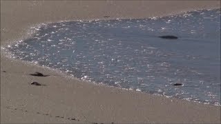 Relax - Small waves sliding on beach sand