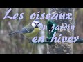 Les oiseaux du jardin en hiver.