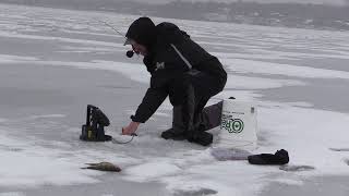 Lake Mendota Perch Fishing