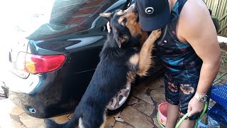 Lavando O Carro Com Meu Cachorro