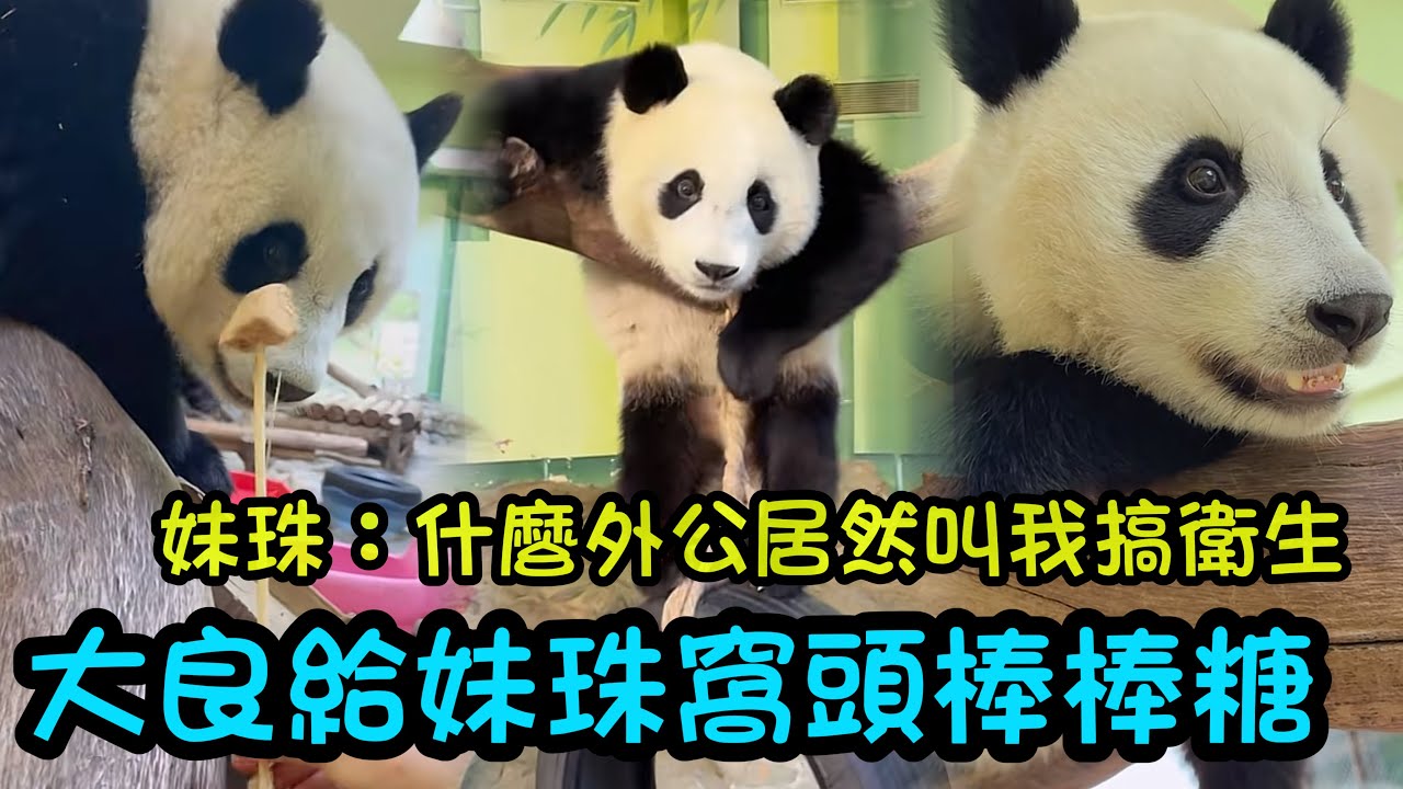 大良外公給妹珠棒棒糖吃，妹珠從荔枝木滑下來，以及妹珠早上睡不醒，只想賴床的妹珠寶寶