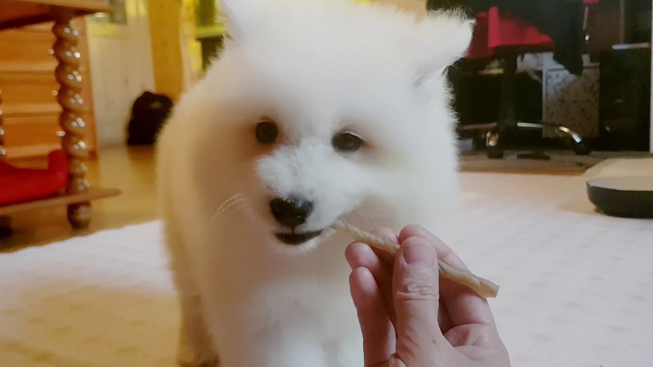 Freya Samoyed puppy - First day at new home. - YouTube