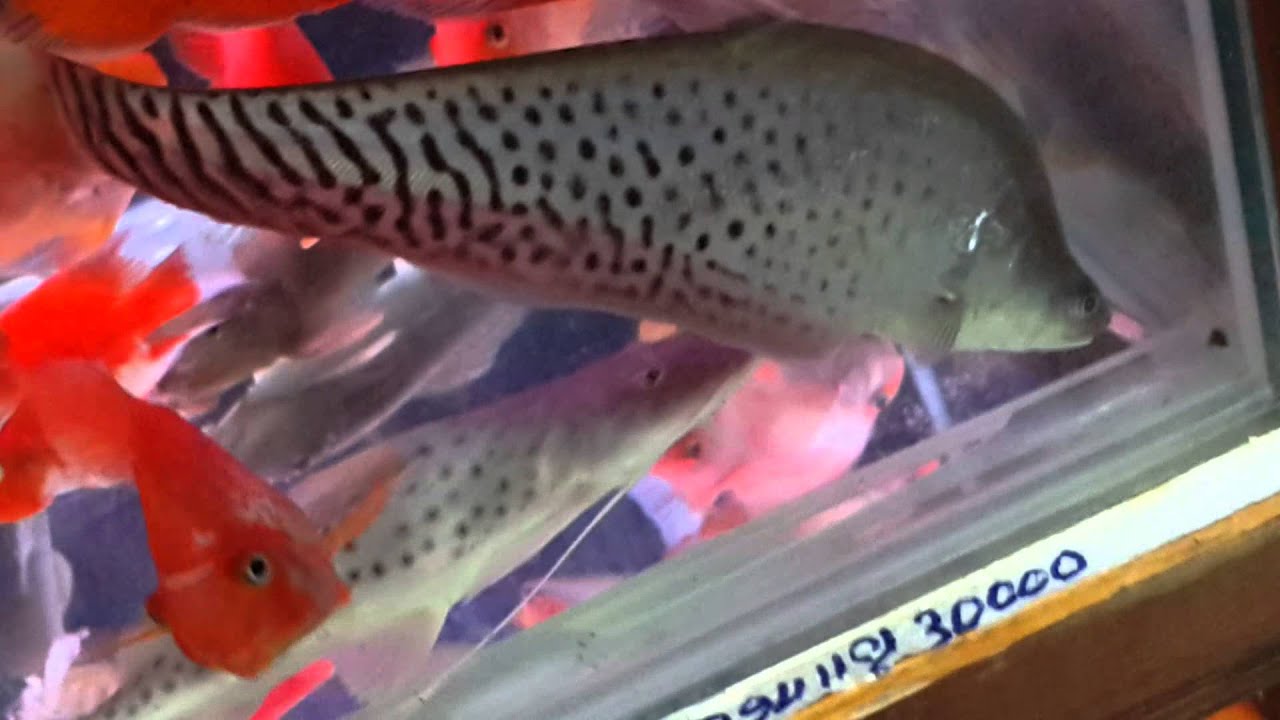 11inch royal clown knife YouTube