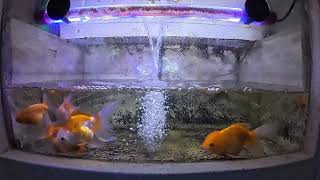 Download Lagu Nike Ardilla Kumpulan Lagu Terbaik - Lagu Nostalgia Indonesia 80an 90an Paling Populer MP3