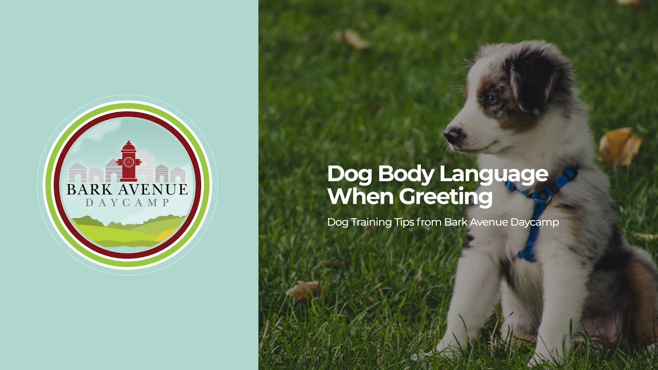 Bark Avenue Dog Training Video of the Week (10/10/22) YouTube