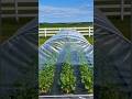 My Beautiful Backyard Vegetable Garden 🌿 | Raised Bed Gardening Tour