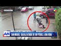 Salvaje ataque de un pitbull a una nena en San Miguel