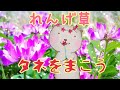 レンゲ草のタネをまこう！9月下旬から11月