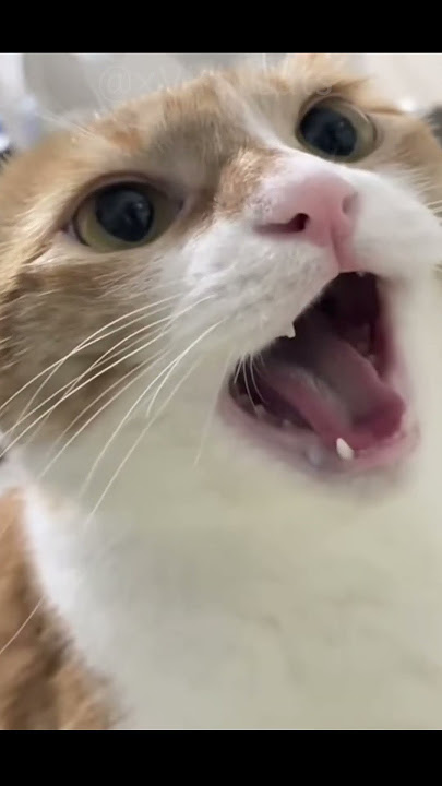 Funny Cats Ep. 53 #funny #cats #fyp #shorts #viral