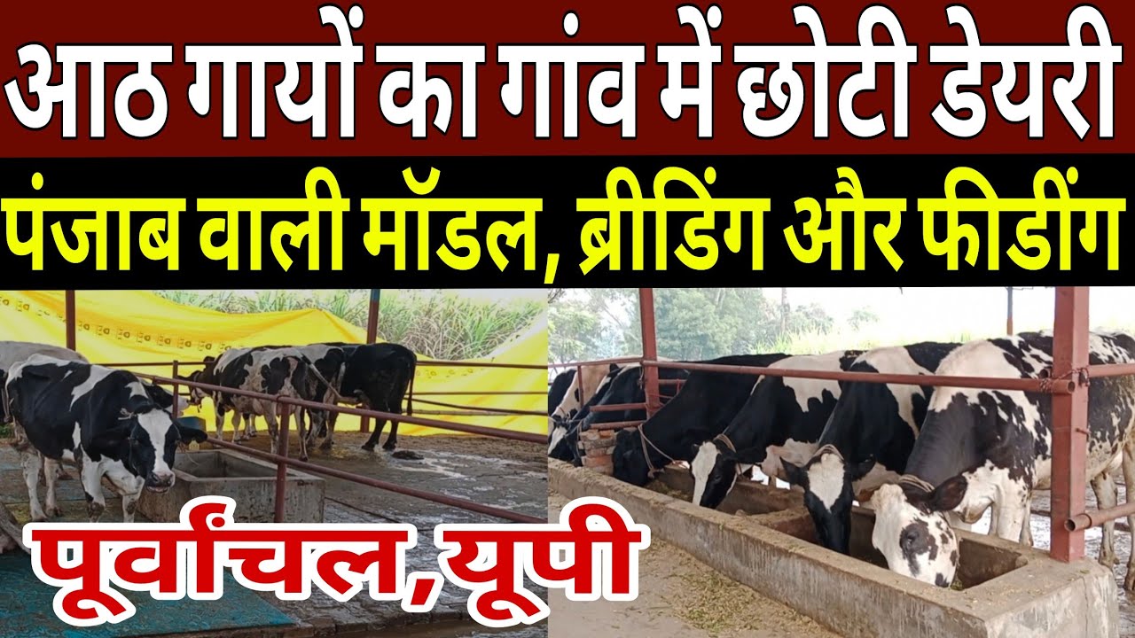 8 गायों का गांव में छोटी डेयरी से बंपर कमाई का फंडा युवा ने बताया/success dairy farm mau up 2025 ||