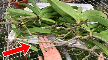 Cách Kích Rễ Lan Đai Châu Mới Mua Về ,Ra Rễ Xanh Tua Tủa