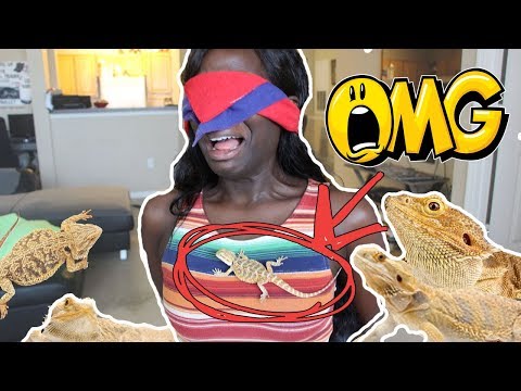 extreme-real-dragon-lizard-prank