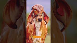 Amazing cow video #cow #cows #animal #animals #viral #trending #yt #shorts #video