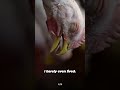 Hung upside down next to his friends, he waits in fear for the moment his throat will be cut 💔