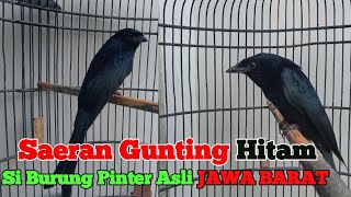 Burung Saeran Asli Jawa Barat Bersuara Unik‼️Saeran Gunting Hitam