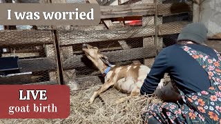 The Long Day with a Rough Ending (live goat birth)