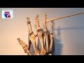 Анатомия костей кисти (manus) - meduniver.com