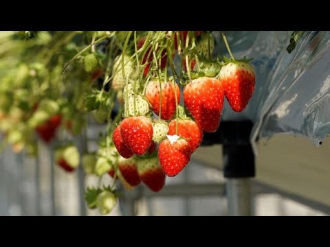 Strawberry farms forever: Nissan helps to keep it fresh!