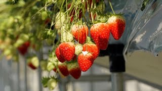 Strawberry farms forever: Nissan helps to keep it fresh! screenshot 4