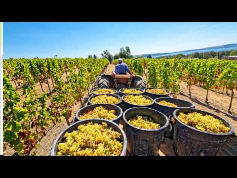 Vidéo: Travail Saisonnier à La Campagne En Août