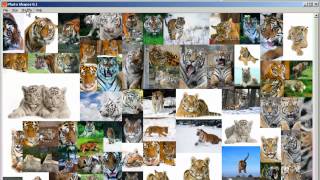 Wild cats photo collage - Photo Shapes 0.1 screenshot 4
