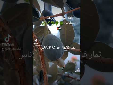 ثمار جوافة الاناناس اي سؤال يتعلق بتلك الشجرة سوف اجيب عليه عبر التعليقات