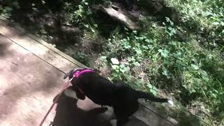 Quill’s first time on a leash. 8 weeks of age. by Teaching Animals 22 views 1 year ago 1 minute, 38 seconds