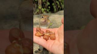 Serving the Master #shorts #comedyshorts #funny #yesmaster #chaotic #hearmeout #cute #wildlife #lol