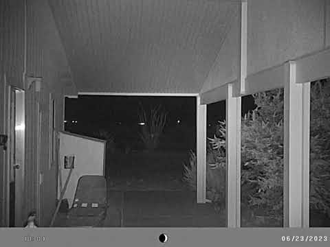 Bat on security camera