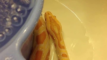 Albino Burmese Python Bath Time (HD)