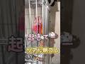 【喋る鳥】起きて〜の前にご飯要求してくるインコw #喋る鳥 #インコ動画 #モモイロインコ #目覚ましインコ