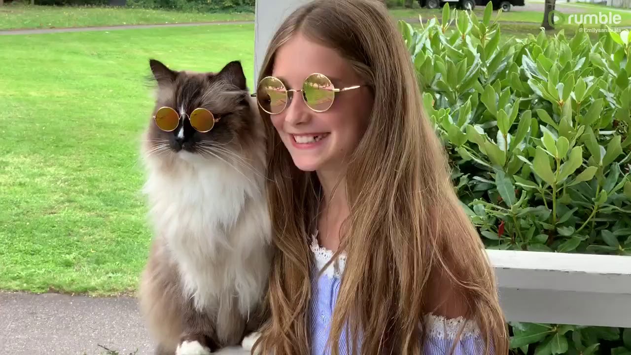 funny cats sleeping in weird positions compilation 2014 funnyplox Fashionable cat happily wearing sunglasses at the park