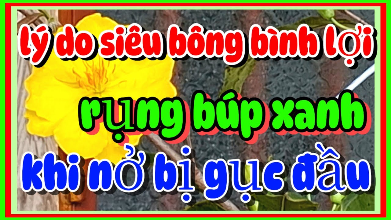 Lý do siêu bông bình lợi rụng búp xanh nở bị gục đầu