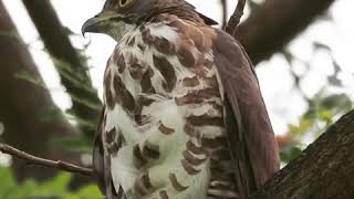 Male Goshawk Parent Calling juvenile.