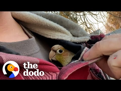 Guy Surprises His wife With A Rescue Bird | The Dodo