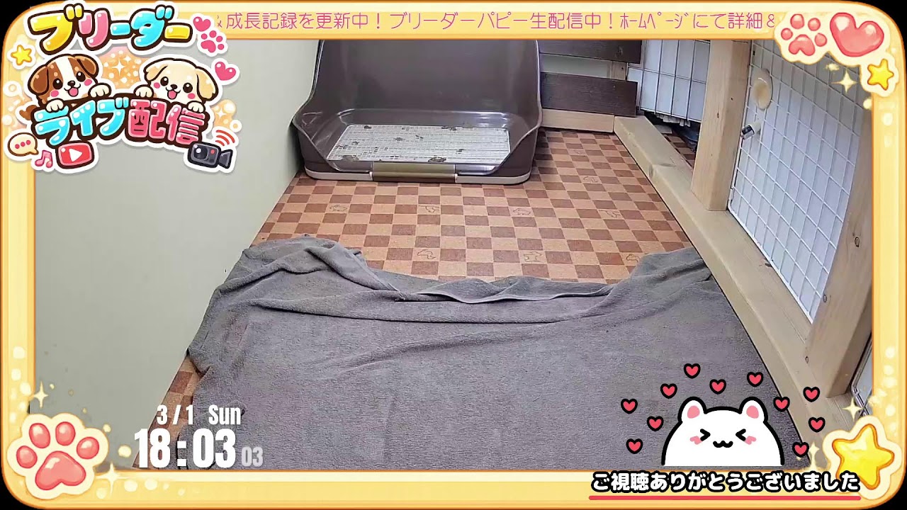 【はちゃパーティ 生配信】トイプードル＆マルプー 子犬 58／48日齢 【2026/3/1】