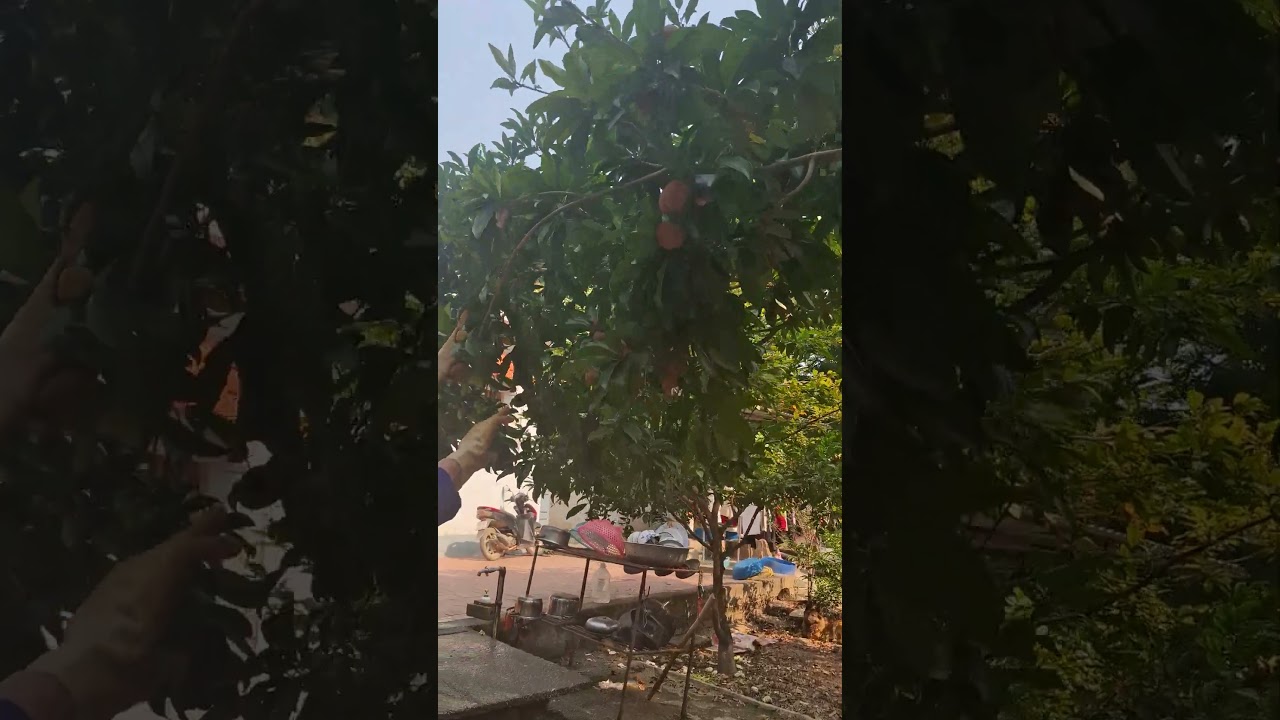 2 cụ già bảo vệ cây hồng xiêm quả sai gãy cành