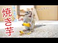 【シマリス】焼き芋の美味しさに目覚めてしまったリスがこちらです...