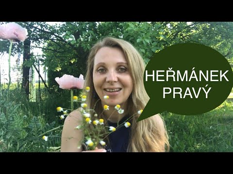 Video: Heřmánek
