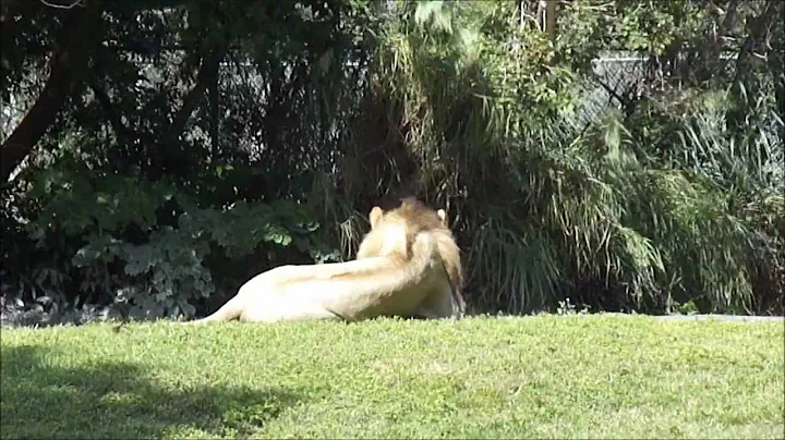 Video 681341: leopard lion, bengal tiger, african lion