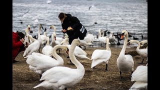 &quot;ПТИЧИЙ БАЗАР&quot;@ ЛИДСКОЕ ОЗЕРО ПЛЯЖ#ЛЕБЕДИ УТКИ ГУЛЯЮТ ПО ПЛЯЖУ НА РАДОСТЬ ДЕТЯМ И ВЗРОСЛЫМ)