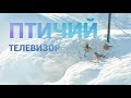 Птичий телевизор